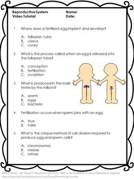 pdf lessons about urinary system