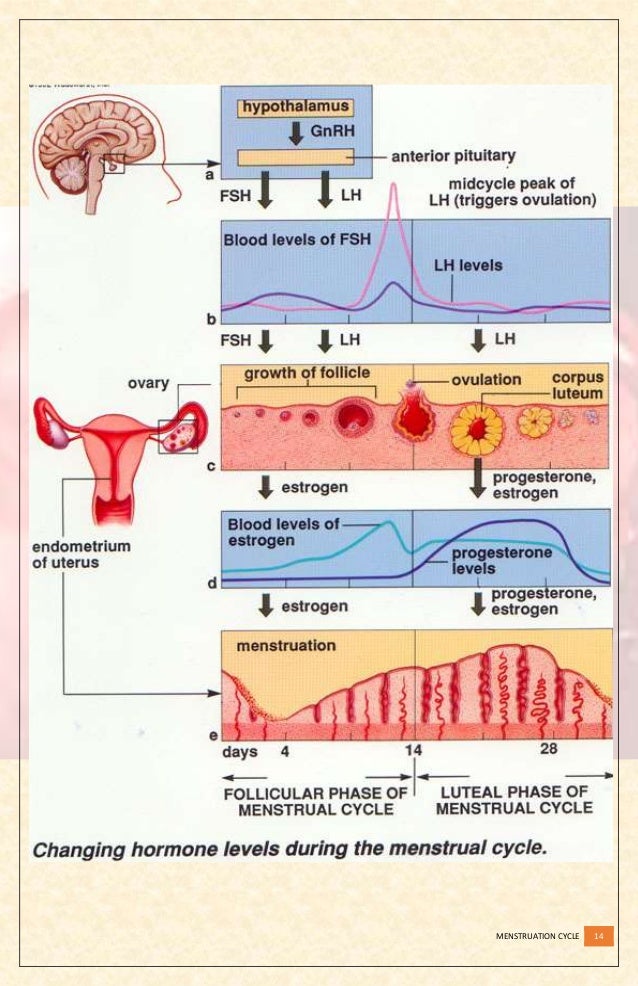 menstrual cycle phases and hormones pdf