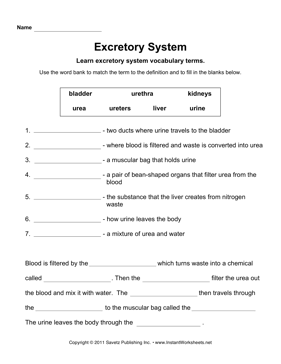 pdf lessons about urinary system