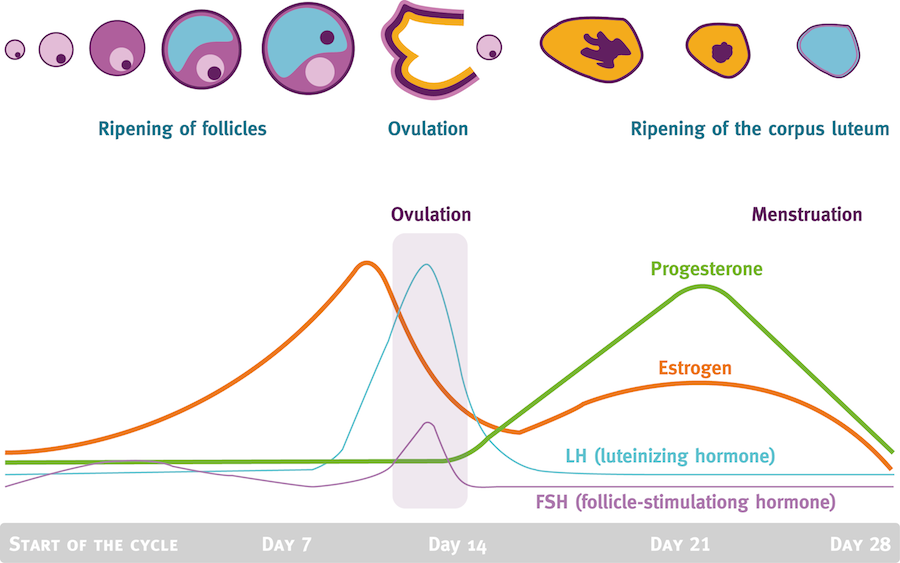menstrual cycle phases and hormones pdf