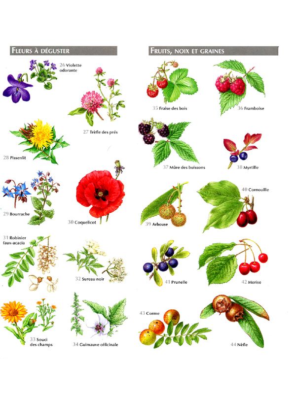 plantes aromatiques et médicinales pdf